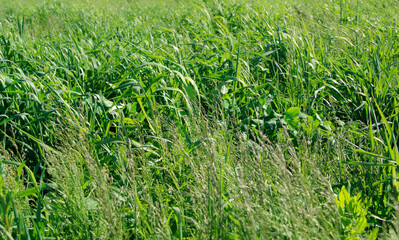 Natural background of green grass on a sunny day, Fresh succulent photography of nature for eco style background and wallpaper. Stock photo with empty space for text and design