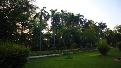Fototapeta na wymiar beautiful trees in city garden 
