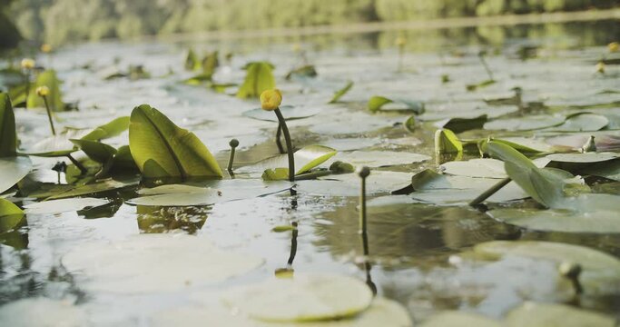 River Lily, Green Leaves On The Water. Calming view of water. Yellow Water Lillies Bobbing On A Lake.