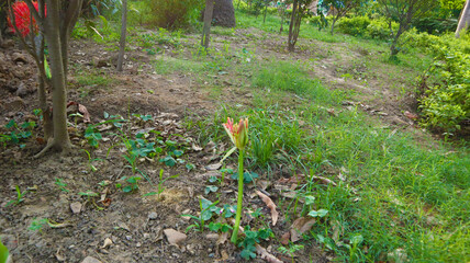 irrigation system in the garden