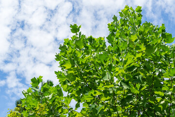Green leaves of top Tulip tree (Liriodendron tulipifera), called Tuliptree, American or Tulip Poplar on blue sky background. Nature concept for design.  There is place for text
