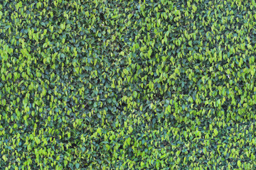 Thick green wall. Uniform natural seamless pattern.