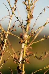 snail on a stem with a soft background
