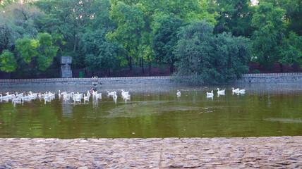 ducks on the garden lake