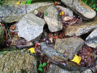 close up of a pile of dried fish