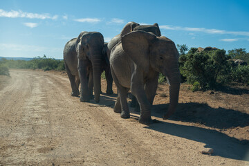 Fototapeta na wymiar Group of elephants walking on dirt road in park