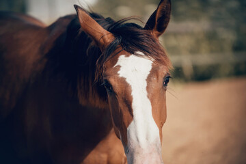 Portrait of a young sports horse