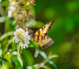 Obraz premium Tiger Swallowtail Butterfly on a White Butterfly Bush