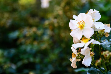 white meadow flowers background