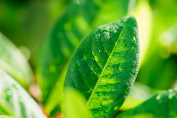 Closeup nature view of fresh green leaf on sunlight background using as background and fresh ecology wallpaper concept