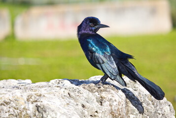 Great-tailed Grackle