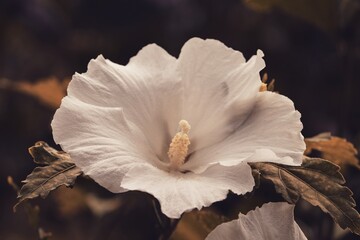 Fototapeta na wymiar weiße Blüte von Hibiskus