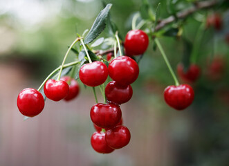 Cherries in the orchard