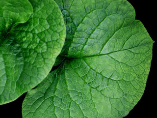 Naklejka na ściany i meble Beautiful green leaf of the plant.