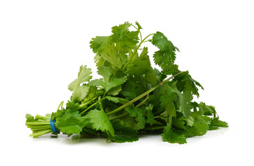 coriander cilantro leaves isolated on white