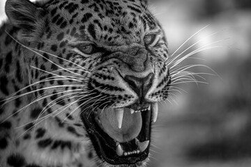 Close up portrait of leopard. Black and white photo. 