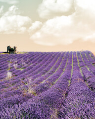 Fototapeta na wymiar Lavender fields at Plateau de Valensole, Provence, southern France