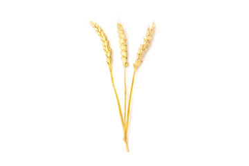 Spikelets of golden wheat,  isolated on white background