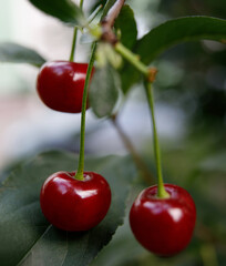 Cherry hanging on a branch of a cherry tree.