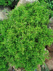 green moss on the stone