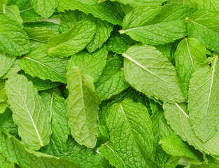 fresh mint leaves isolated on  background