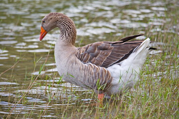 Domestic goose drinking water from lake