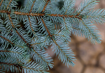 Fir branches blue spruce. Close up.