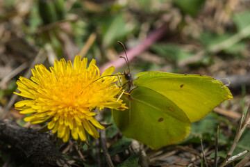 brimstone butterfly on a dandelion blossom detail