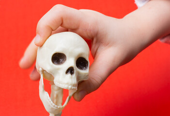 Hands holding model of human skull