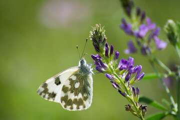 Butterfly sitting on a meadow of flowers.