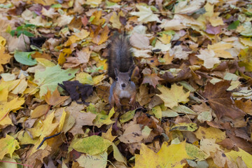 little squirrel sitting in leaves in an autumn park