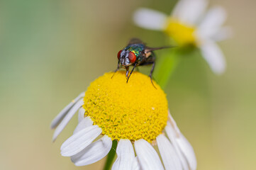 Schmeißfliegen (Calliphoridae) grün, nahaufnahme