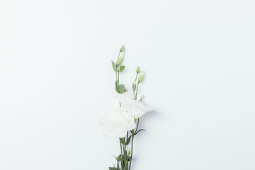 Flowers with green leaves and buds on white background