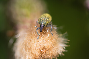 Rüsselkäfer (Curculionidae), nahaufnahme, draußen