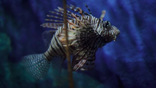 Beautiful swimming Lionfish in the aquarium against a background of corals