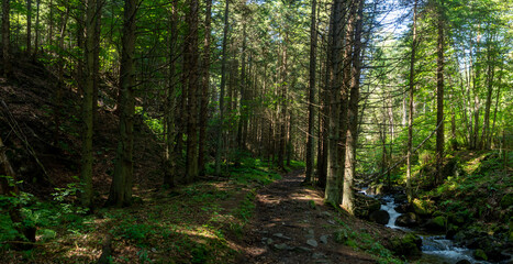 Obraz premium Panorama of a forest path with a river