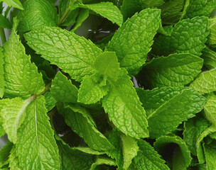 Fresh mint leaves after rain