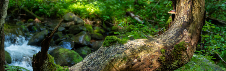 Panorama of a forest path with a river