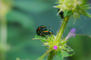Erzfarbene Erlenblattkäfer (Chrysomelidae) Nahaufnahme, Paarung