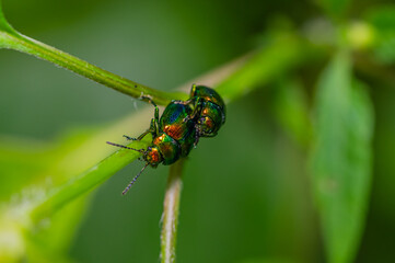 Erzfarbene Erlenblattkäfer (Chrysomelidae) Nahaufnahme, Paarung