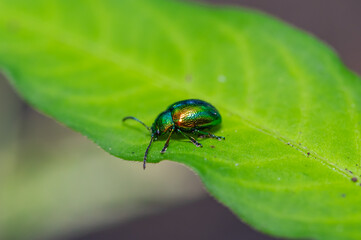 Erzfarbene Erlenblattkäfer (Chrysomelidae) Nahaufnahme