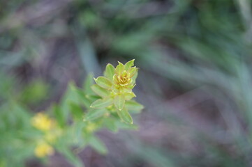 litle yellow flower