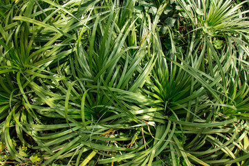 Closeup view on a young pandanus