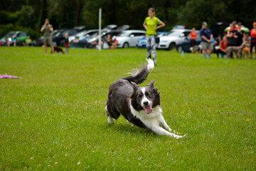 Obraz na płótnie Canvas focused border collie dog fast running agility, turning
