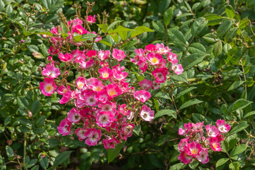 Rosa 'Mozart' Strauchrose Detail Vollblüte