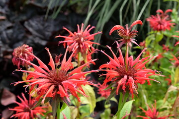 Monarda Didyma or  Scarlet Beebalm 'squaw' in flower