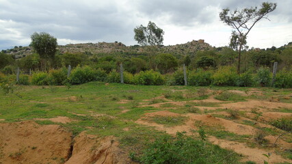 landscape with trees