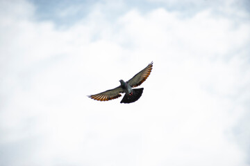 Pigeon in flight.
