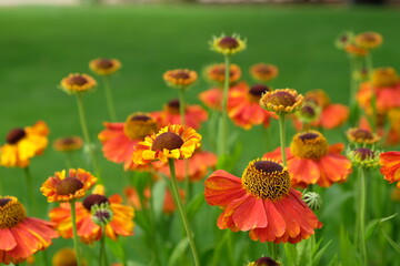 Helenium 'sahin's early flowerer' sneezeweed in flower during the summer months