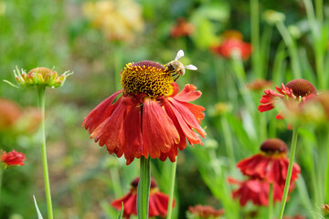 Helenium 'Moerheim Beauty' sneezeweed in flower during the summer months